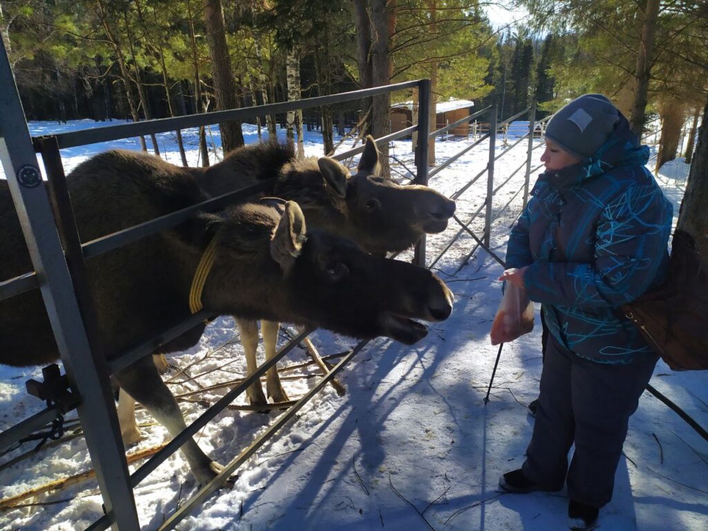 Два лося тянутся через ограду к человеку в зимней одежде; у человека в руках пакет с оранжевыми кусками, похоже морковь. Снег и лес вокруг.