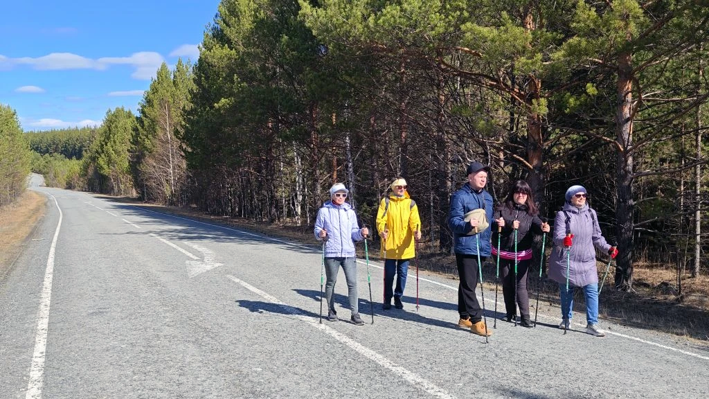 Пять человек с палками для скандинавской ходьбы идут по шоссе рядом с сосновым лесом в солнечный день.