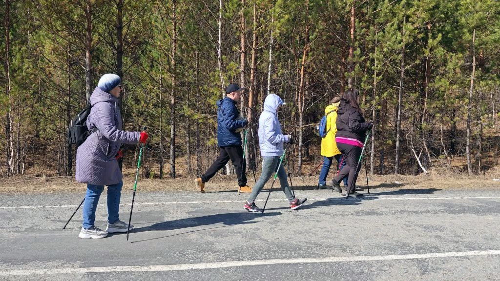 Пять человек с палками для скандинавской ходьбы идут вдоль дороги справа налево на фоне соснового леса.
