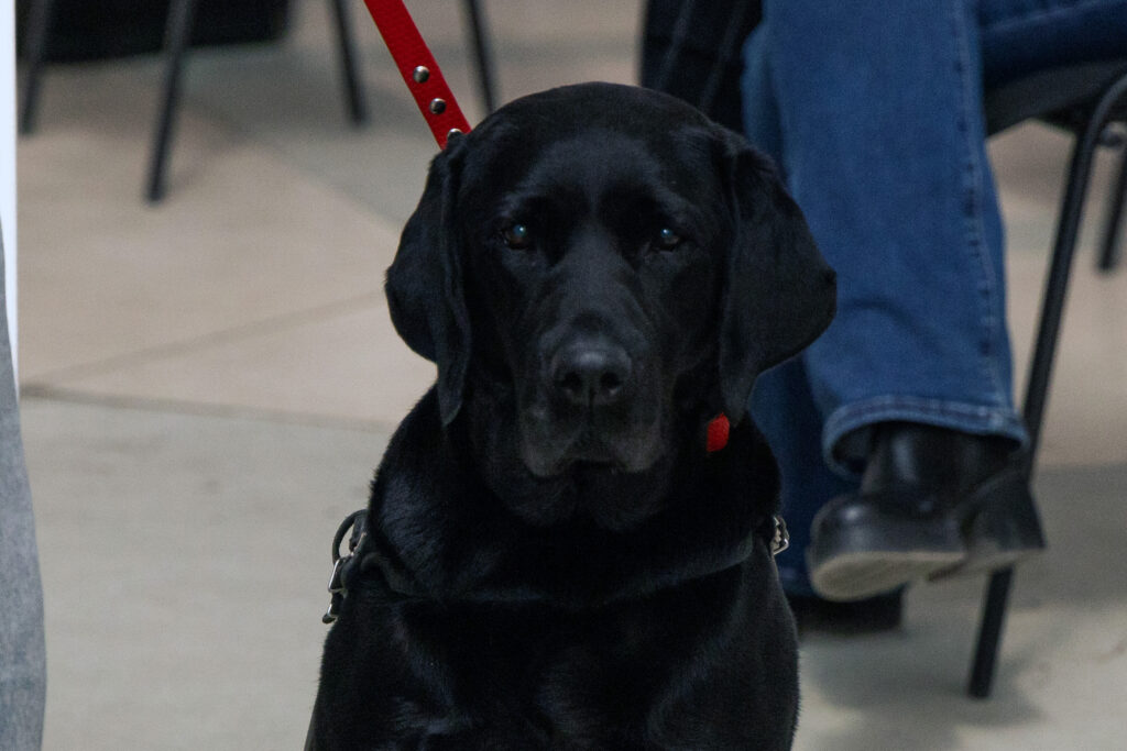 ронда крупным планом - чёрный лобродор